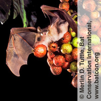Um morcego-das-frutas come uma fruta de uma árvore