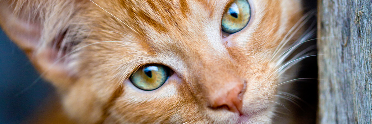 Eine Katze