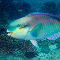 Um peixe-papagaio