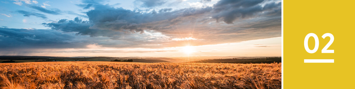 Image 1: The sun rises over a vast, open field of wheat.