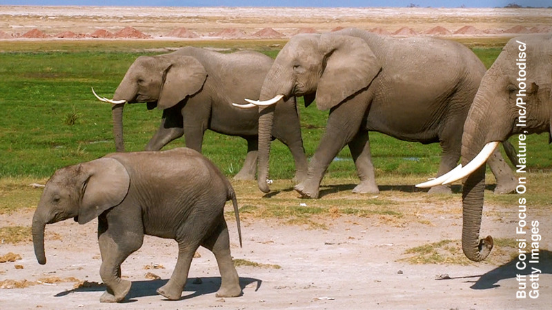 Αγέλη ελεφάντων κινούνται μαζί.