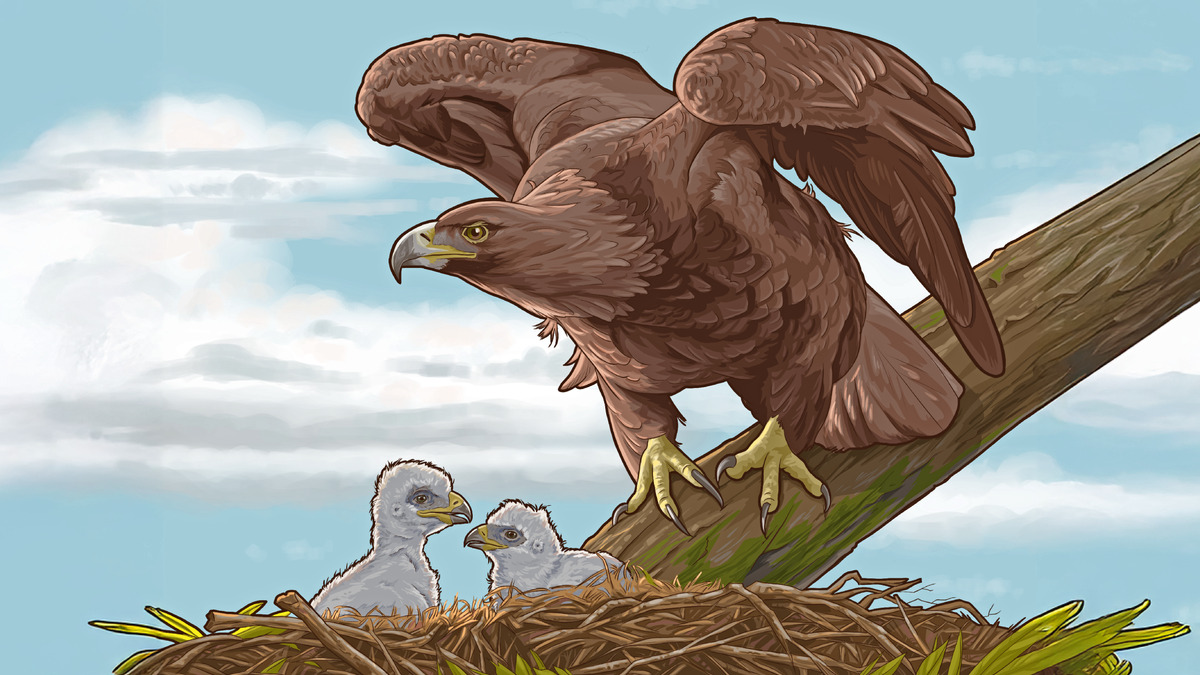 Fionbarra | Roaringwater Journal, image size:1200x675