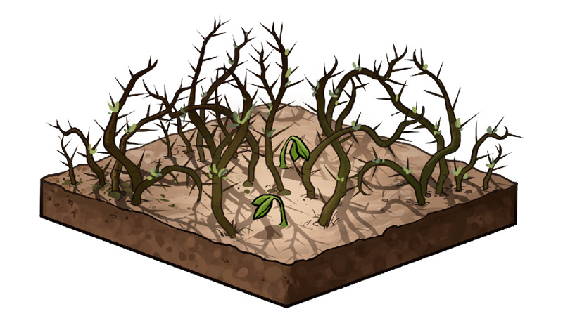 IMAGE 3 PICTURE DESCRIPTION: Soil with thorns growing in it.