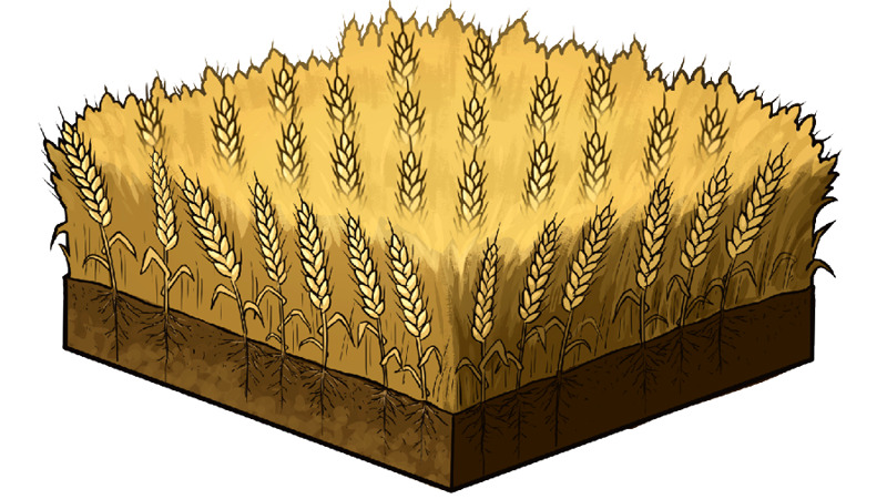 IMAGE 4 PICTURE DESCRIPTION: Soil with wheat growing abundantly in it.