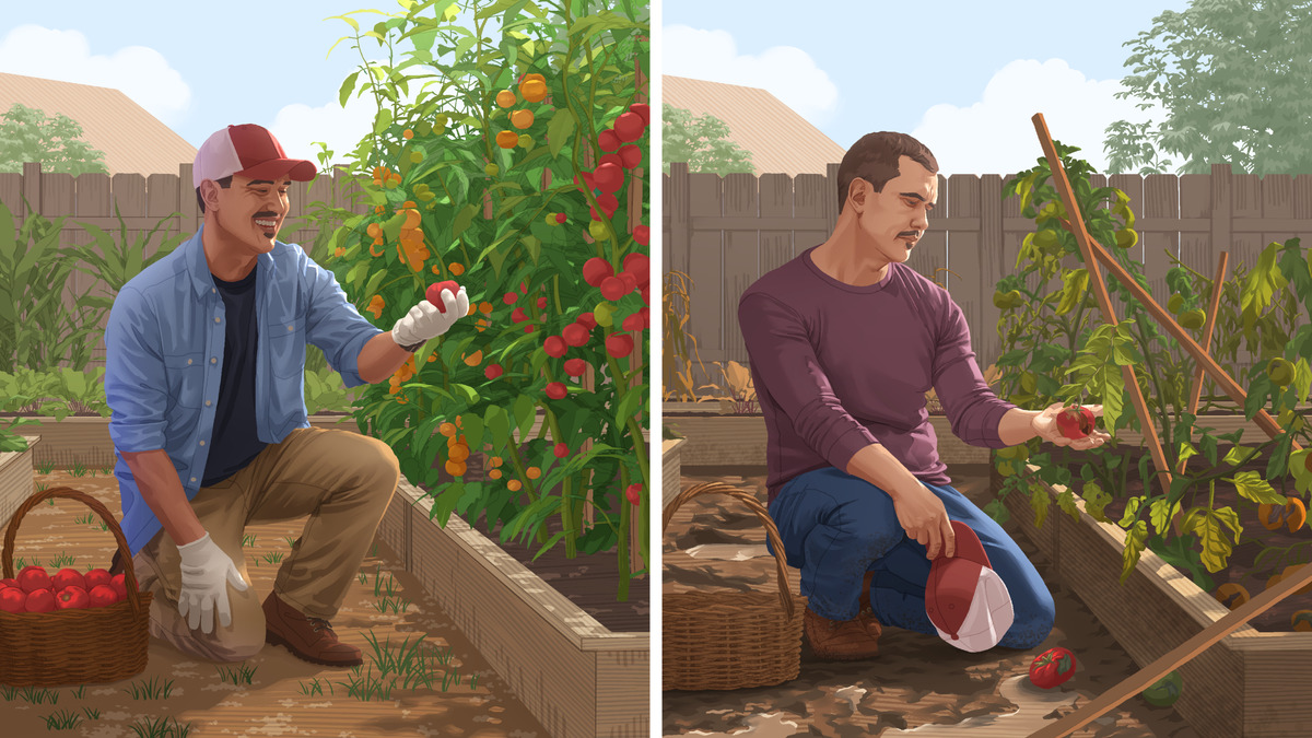 Dois momentos do mesmo homem numa horta: à esquerda, colhendo tomates fartos e sorrindo; à direita, agachado numa horta danificada, com poucos tomates e a plantação caída