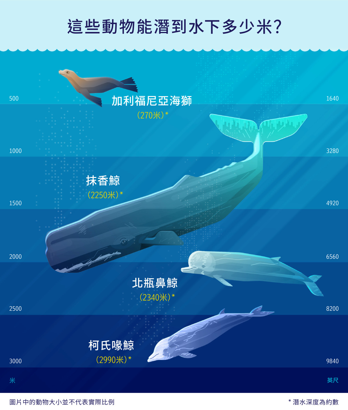 柯氏喙鯨的潛水本領