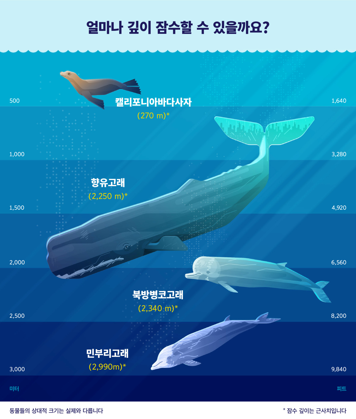 고래의 종류 동물의 왕국] 지…